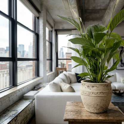 Spathiphyllum Bingo Cupido in Scandinavisch interieur