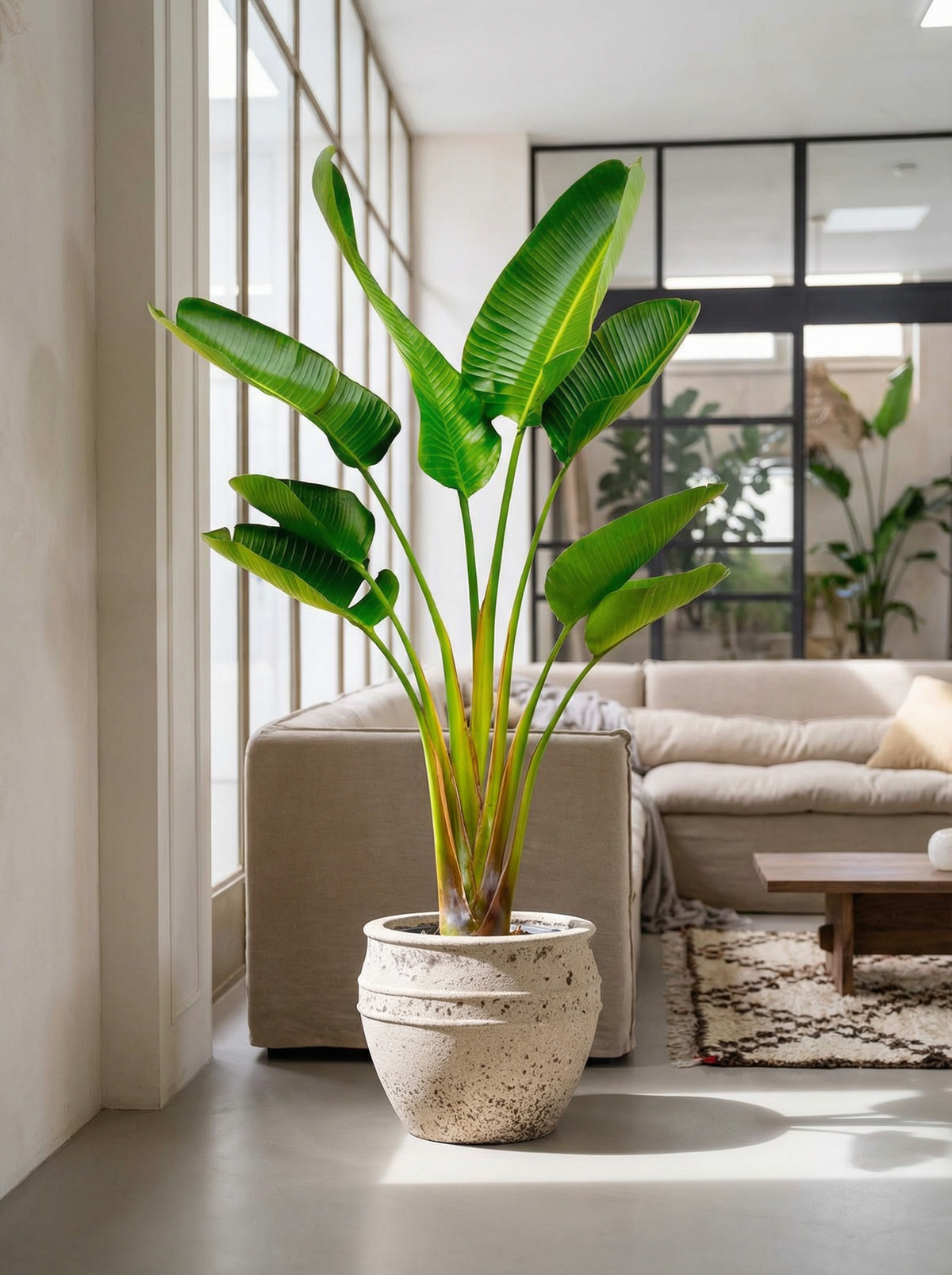 Strelitzia Augusta paradijsvogelbloem 160–210 cm in mat keramische pot