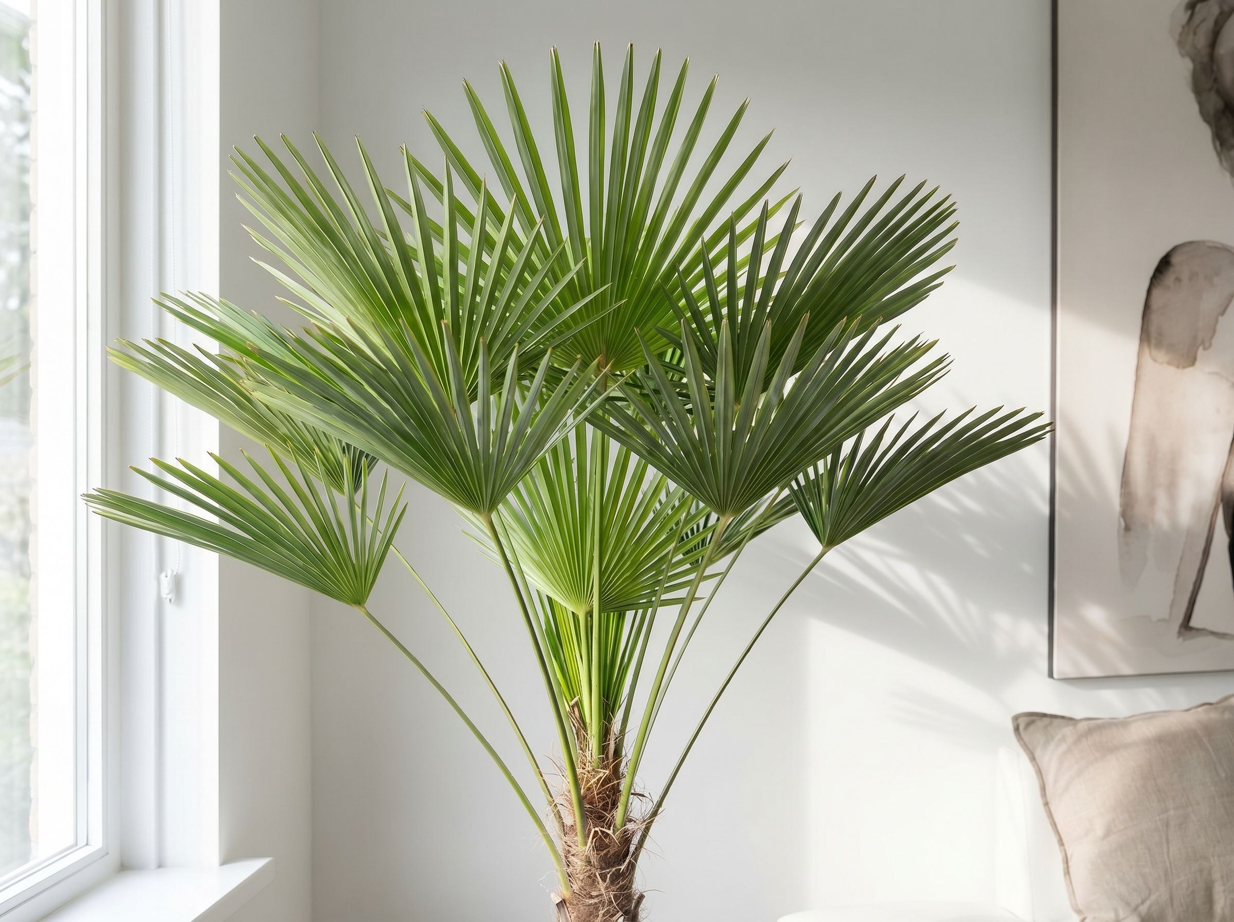 Trachycarpus wagnerianus bladstructuur close-up