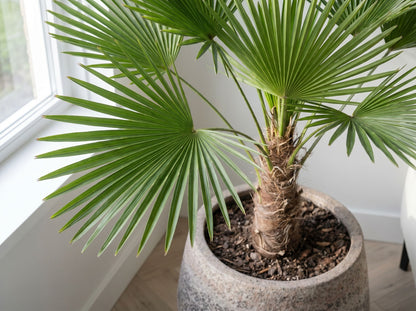 Trachycarpus wagnerianus wagner palm volledige plant