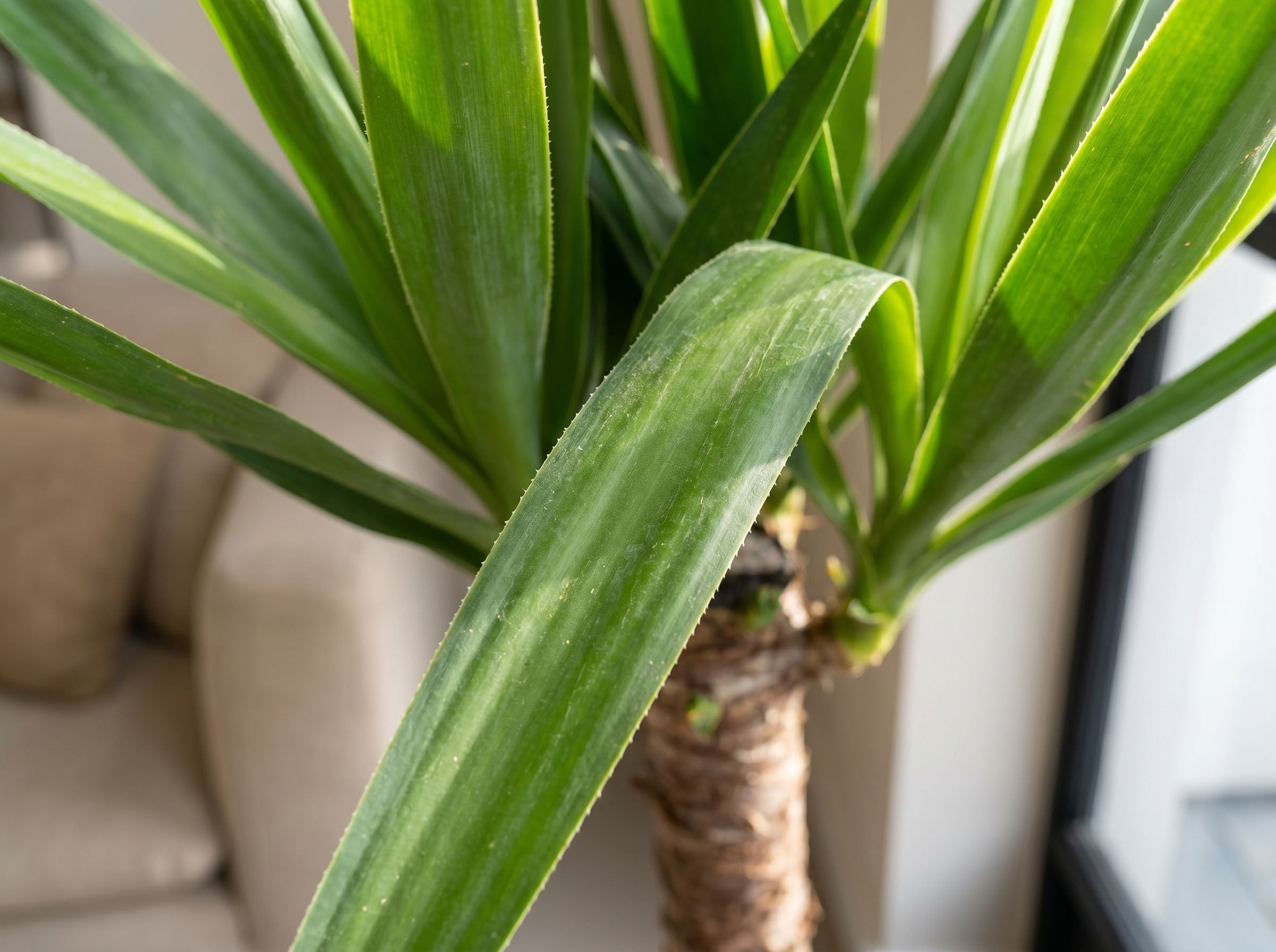Yucca elephantipes (Accent) bladstructuur close-up