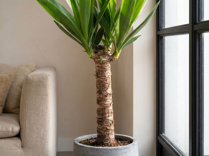 Yucca elephantipes (Accent) in industrieel interieur