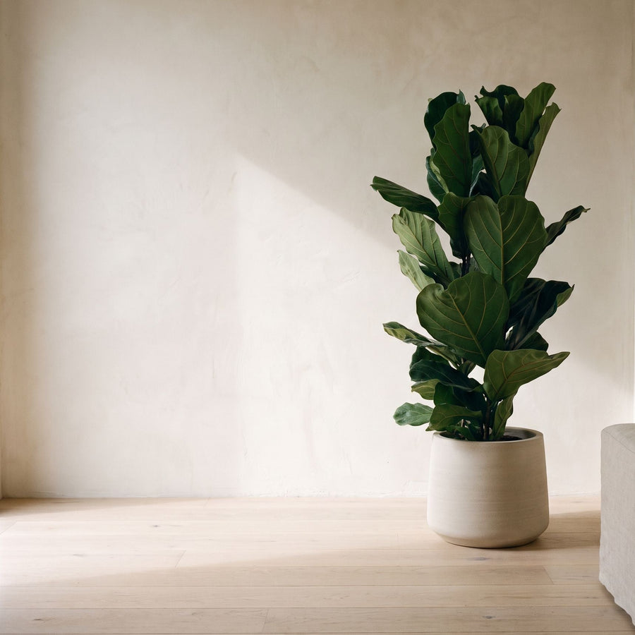 Vioolblad in verweerd beige - Ficus Lyrata struik in Jumbo Patt Beige Washed