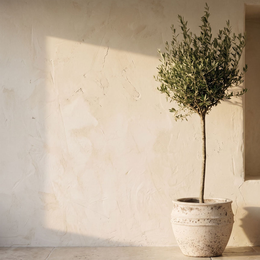 Olijf op kalk - Olea Europaea op stam in Athena Chalk White