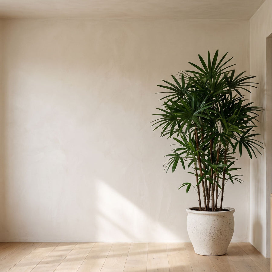 Bamboepalm op kalk - Rhapis Excelsa in Poseidon Chalk White