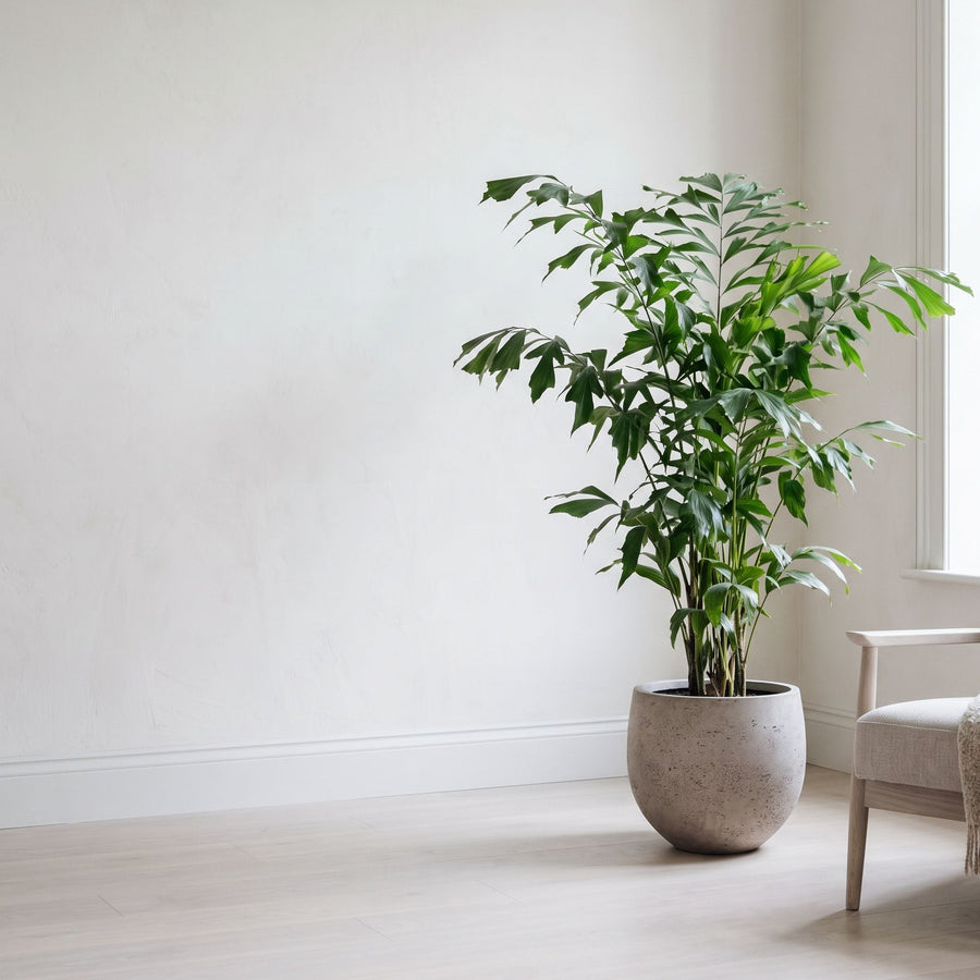Vissenstaart in verweerd grijs - Caryota Mitis in Orb Grey Washed