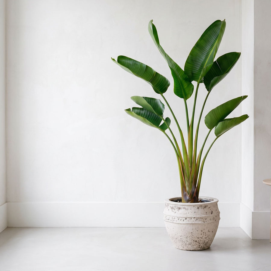 Paradijsvogel op kalk - Strelitzia Augusta in Athena Chalk White