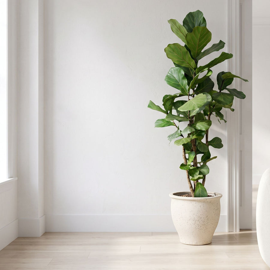 Vertakt vioolblad in wit - Ficus Lyrata vertakt in Poseidon Chalk White