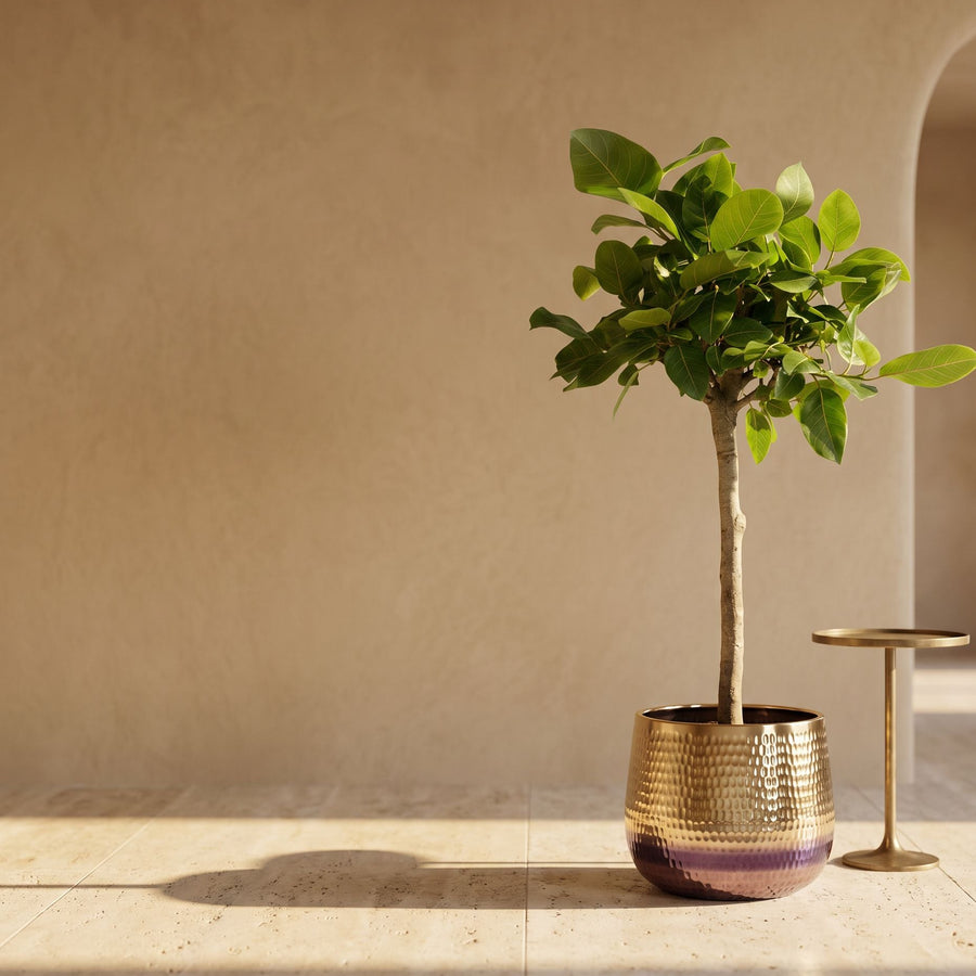 Altissimo in messing - Ficus Altissimo variegata in Jenna Gold