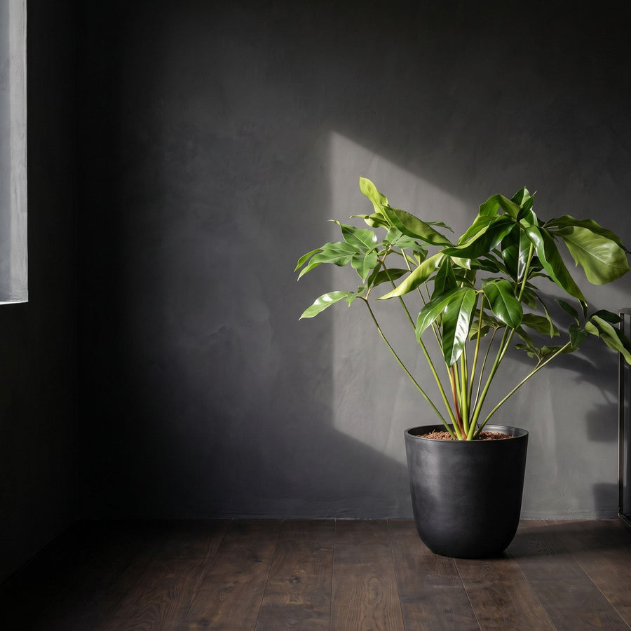 Green Wonder in zwart - Philodendron Green Wonder in Orb Black Washed