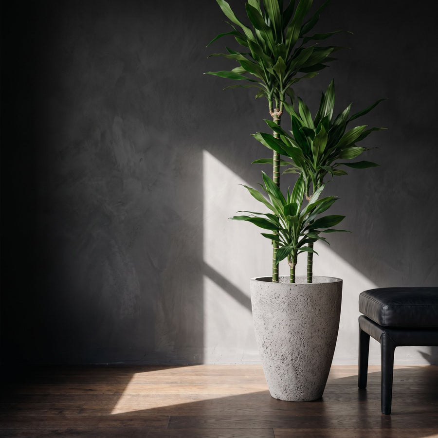 Janet Lind op dioriet - Dracaena Janet Lind XXL in Ben Dioriet Grey