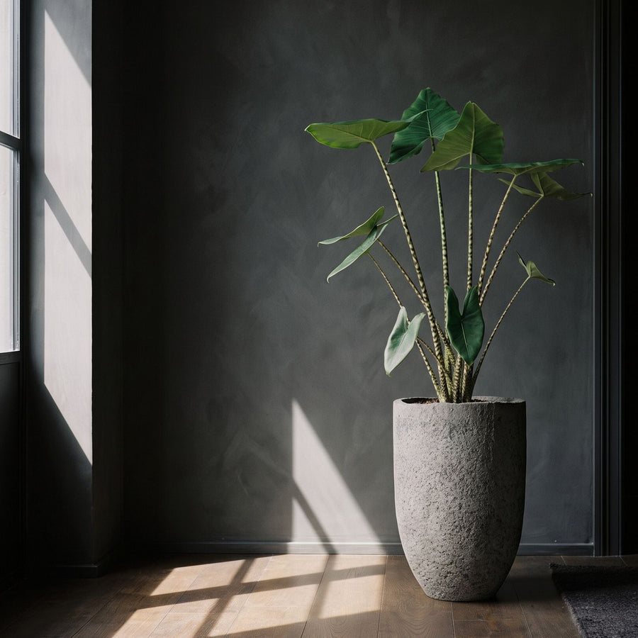 Zebrina op zuil - Alocasia Zebrina in Mountain Hayes Dioriet Grey