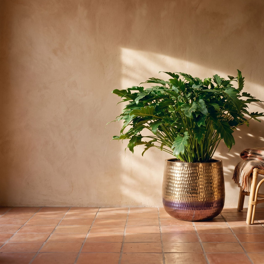 Xanadu in messing - Philodendron Xanadu in Jenna Gold
