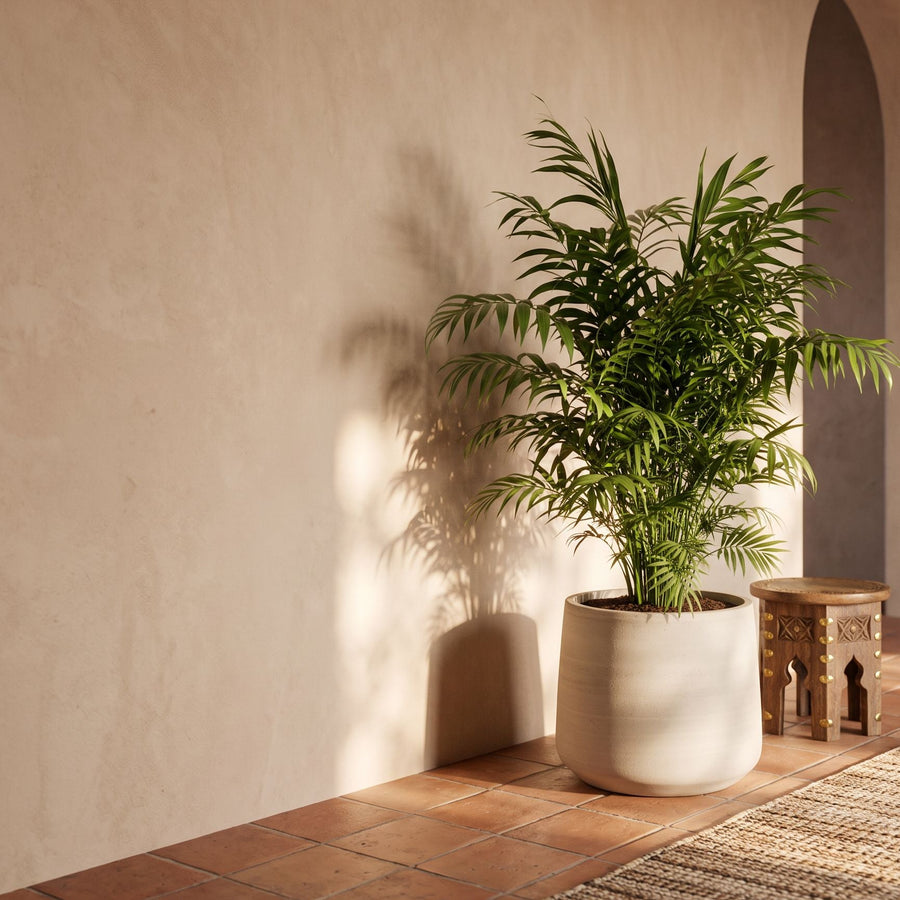 Bergpalm in verweerd beige - Chamaedorea Elegans in Jumbo Patt Beige Washed