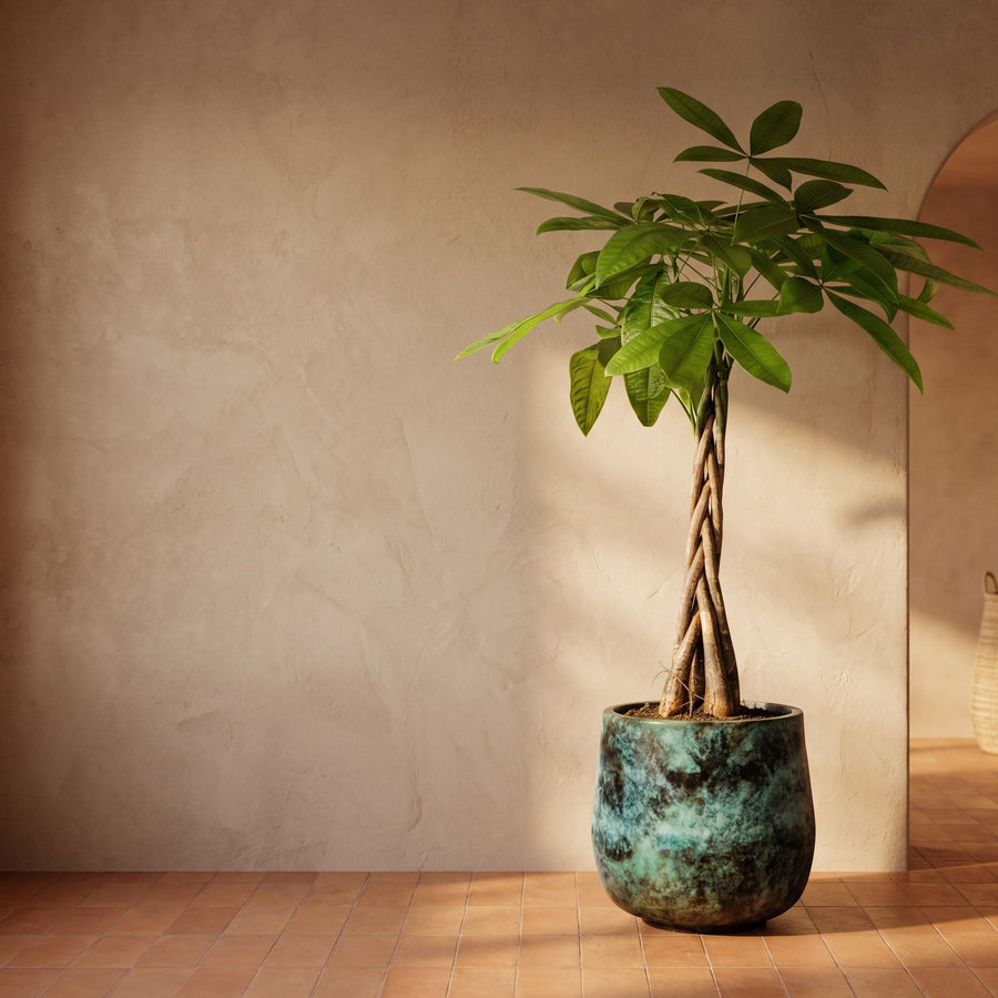Geldboom in vintage groen - Pachira Aquatica in Elisa Mystic Green