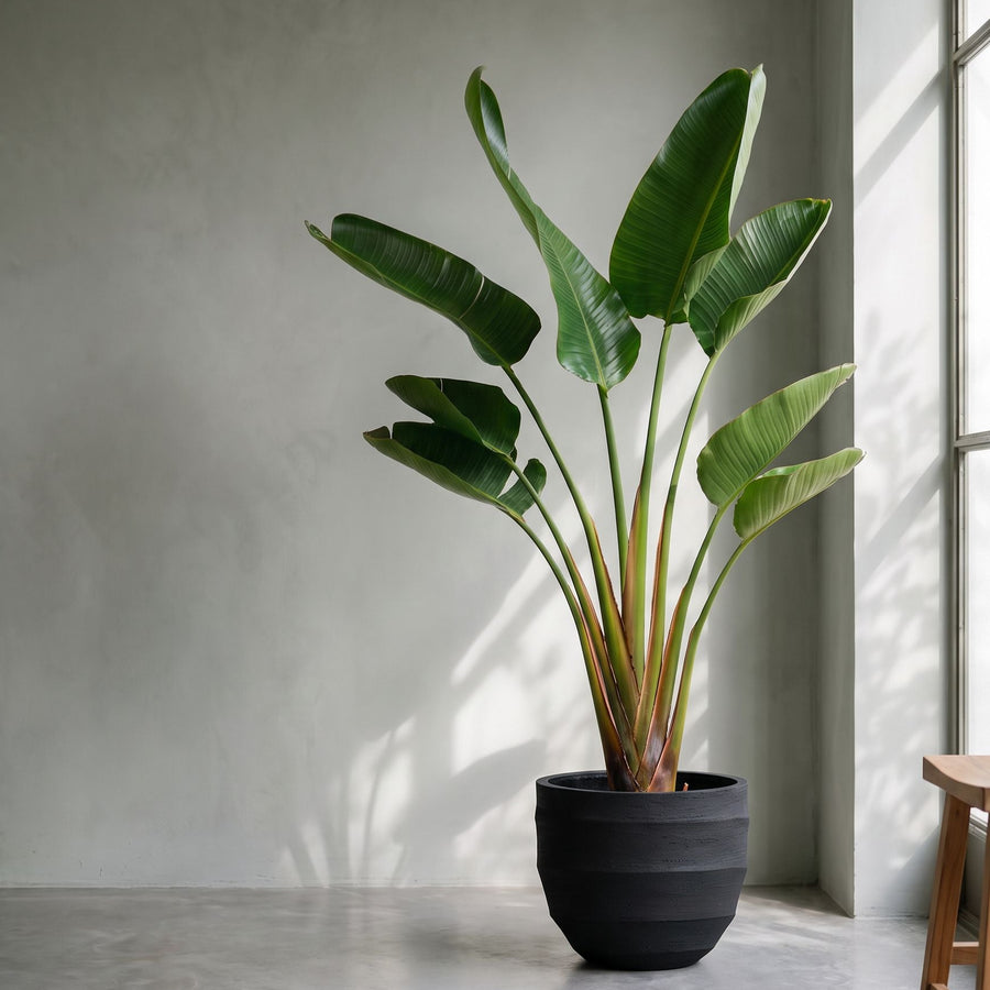Paradijsvogel in aarde - Strelitzia Augusta in Bordo New Egg Earth