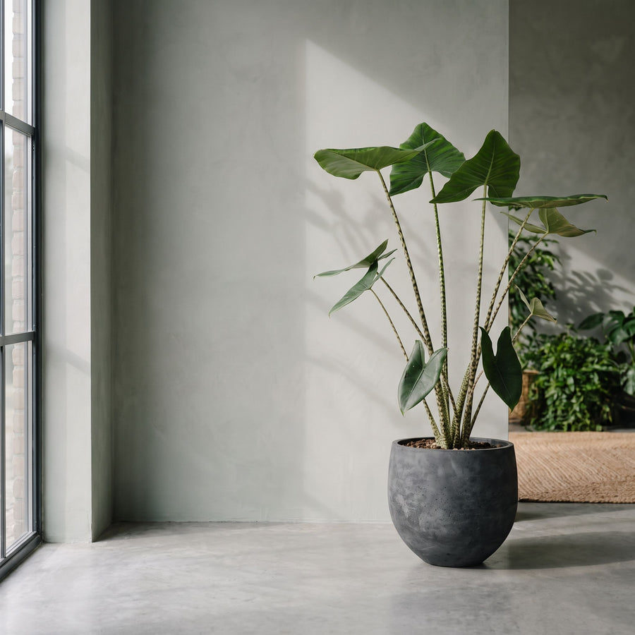 Zebrina in antraciet - Alocasia Zebrina in Grigio New Egg Antraciet