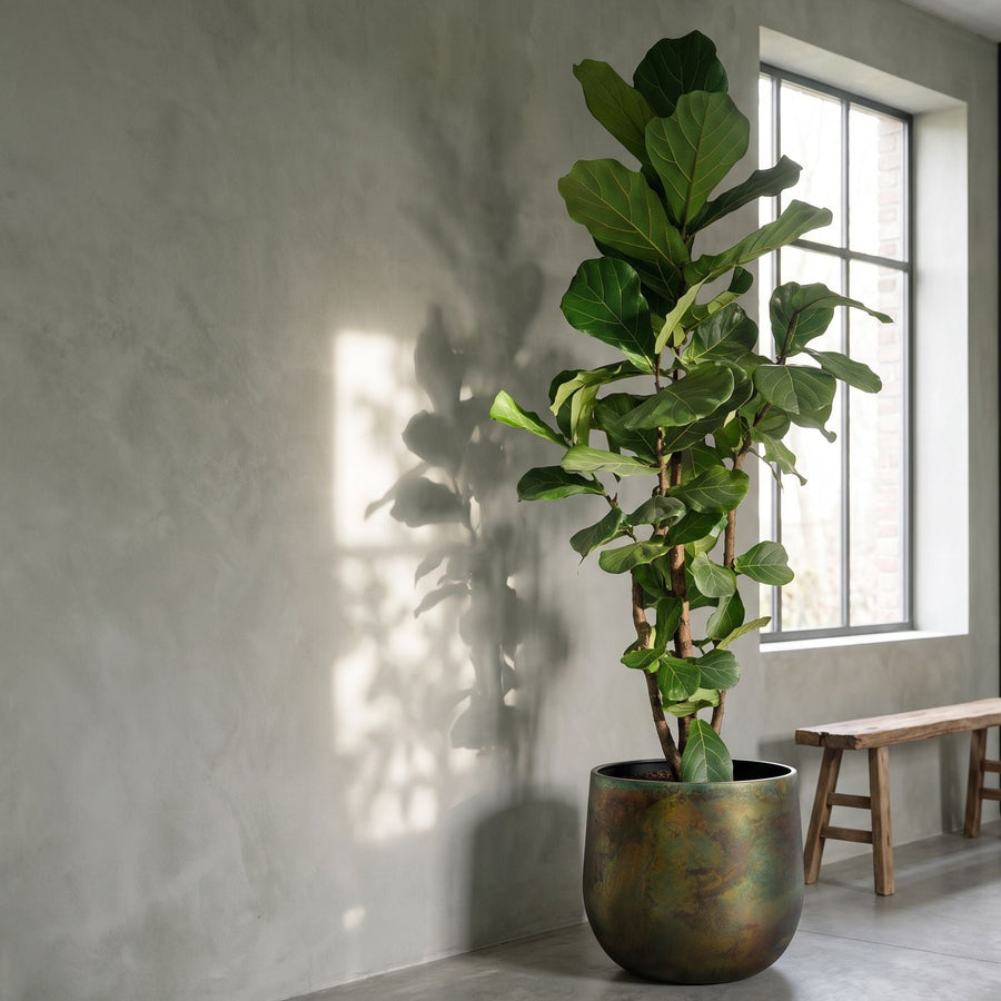 Vertakt vioolblad in groen - Ficus Lyrata vertakt XL in Elisa Vintage Green