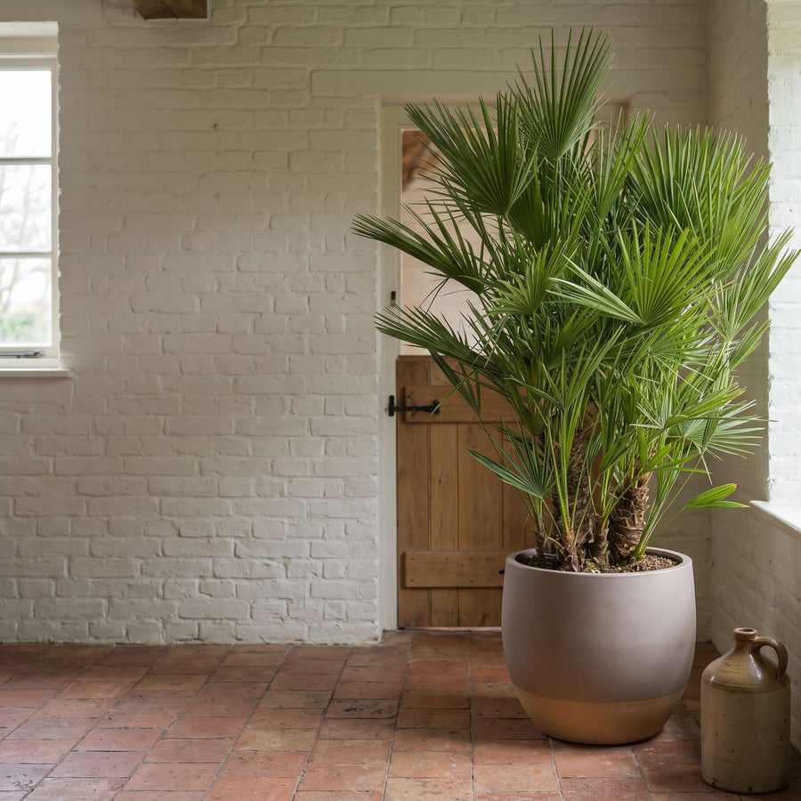 Dwergpalm in taupe - Chamaerops Humilis multi stam in Eggy Taupe