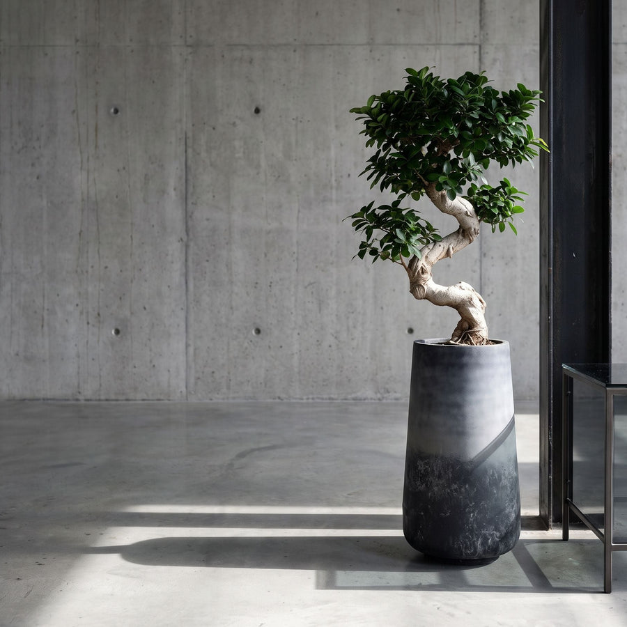 Bonsai op zuil - Ficus Microcarpa Ginseng in Maestro Mystic Earth Vaas