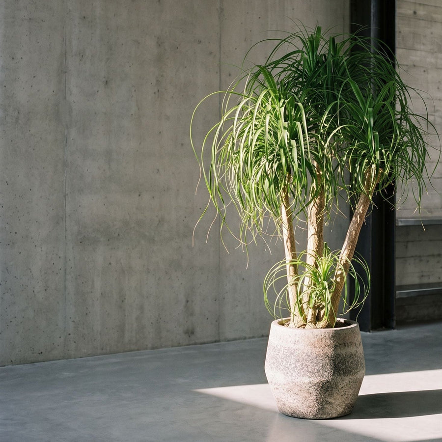 Olifantspoot op dioriet - Beaucarnea multi stam in Harley Dioriet Grey