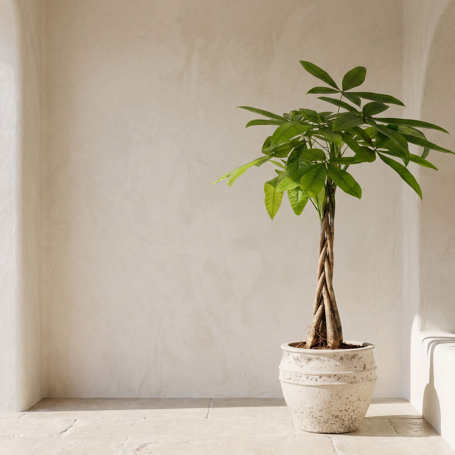 Geldboom op kalk - Pachira Aquatica in Athena Chalk White
