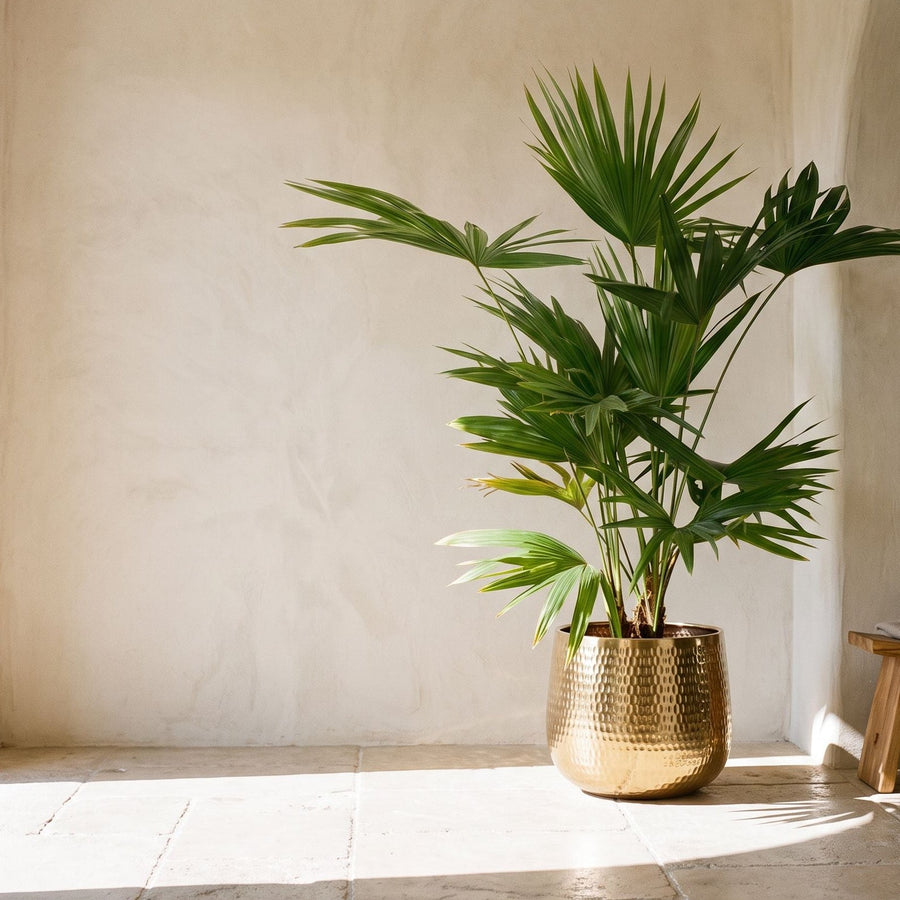 Waaierpalm in messing - Livistona Chinensis in Jenna Gold
