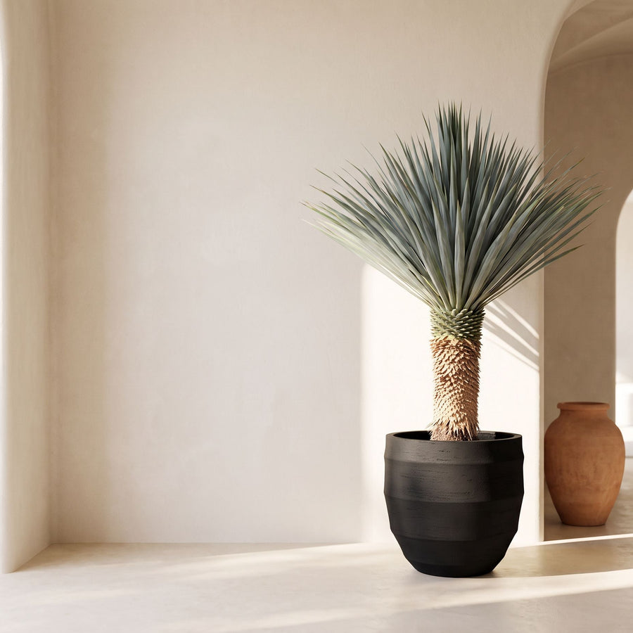 Woestijnrust - Yucca Rostrata in Bordo New Egg Earth