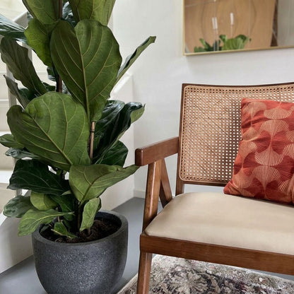 Ficus Lyrata struik