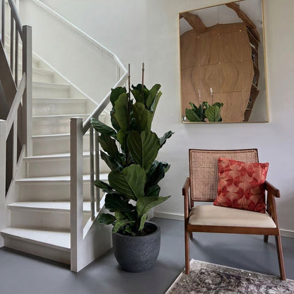 Ficus Lyrata struik