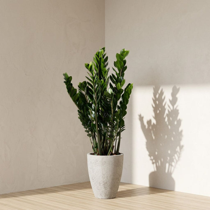 Zamioculcas