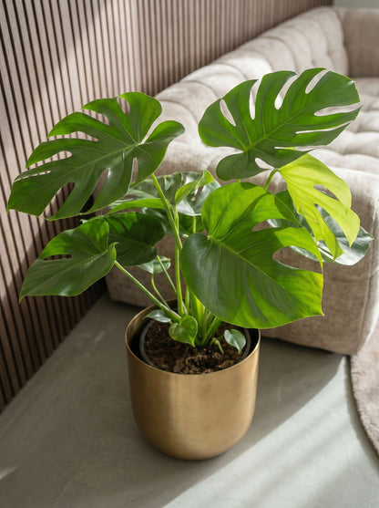 Monstera Deliciosa Tauerii met nieuwe pot