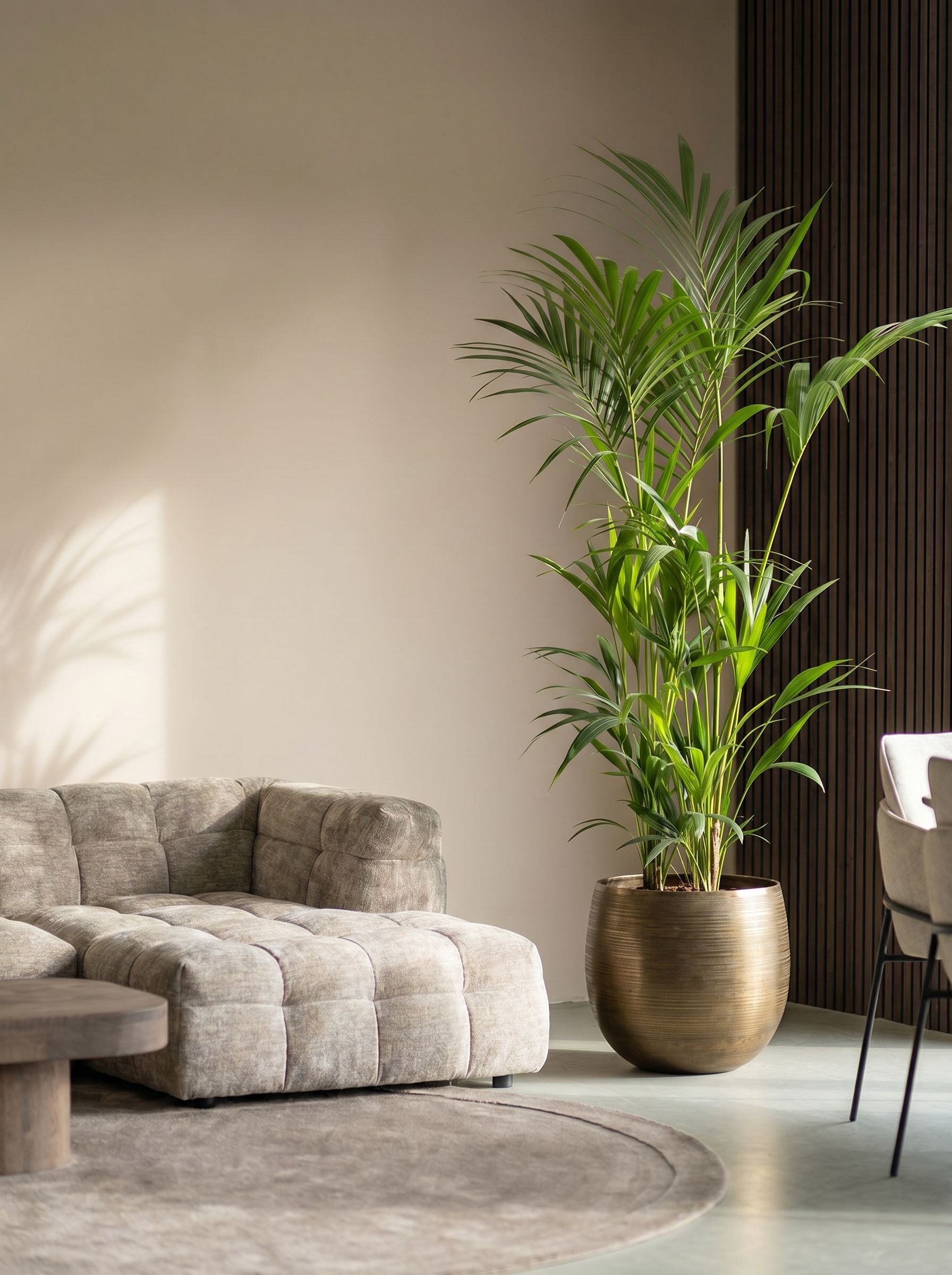 Howea Forsteriana met nieuwe pot