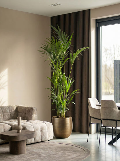 Howea Forsteriana met nieuwe pot