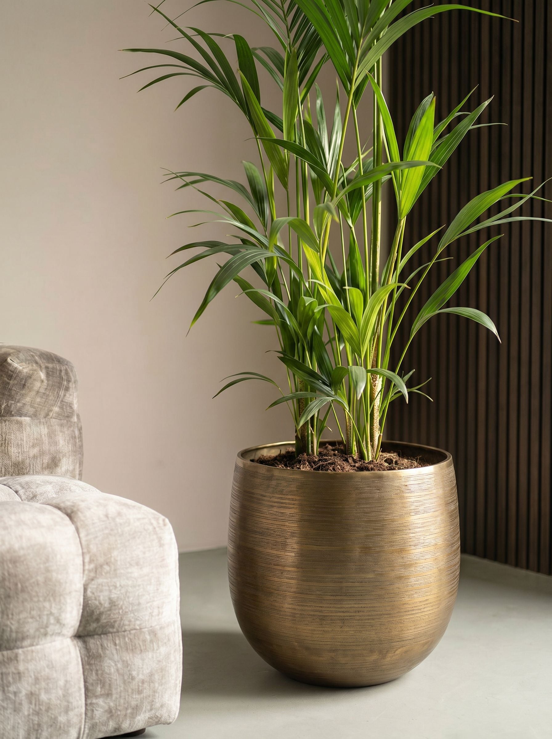 Howea Forsteriana met nieuwe pot