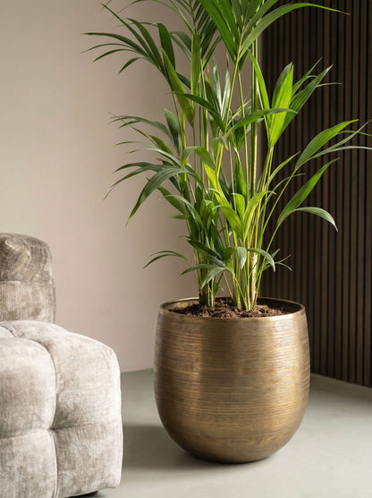 Howea Forsteriana met nieuwe pot
