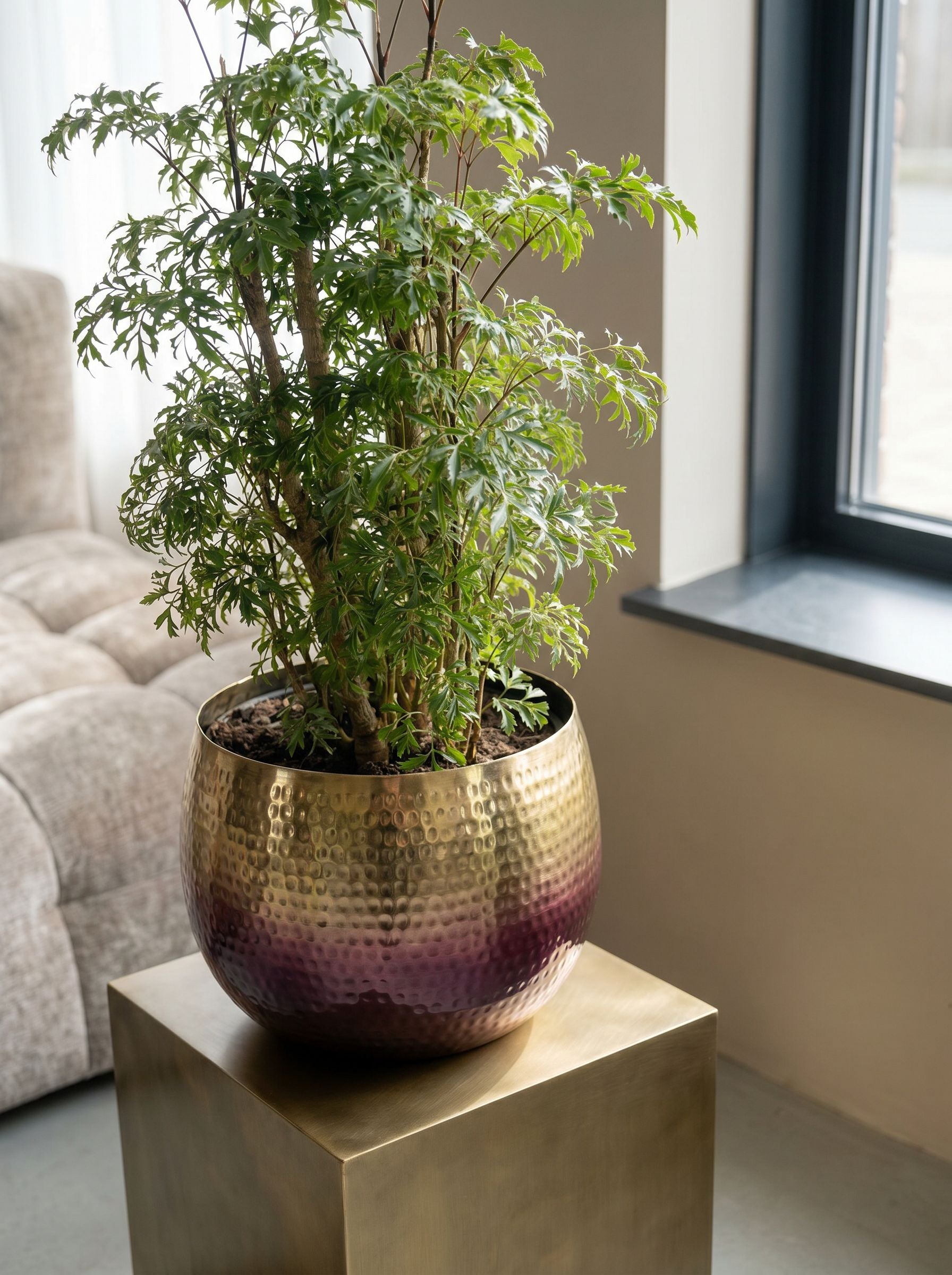 Polyscias Fruticosa met nieuwe pot