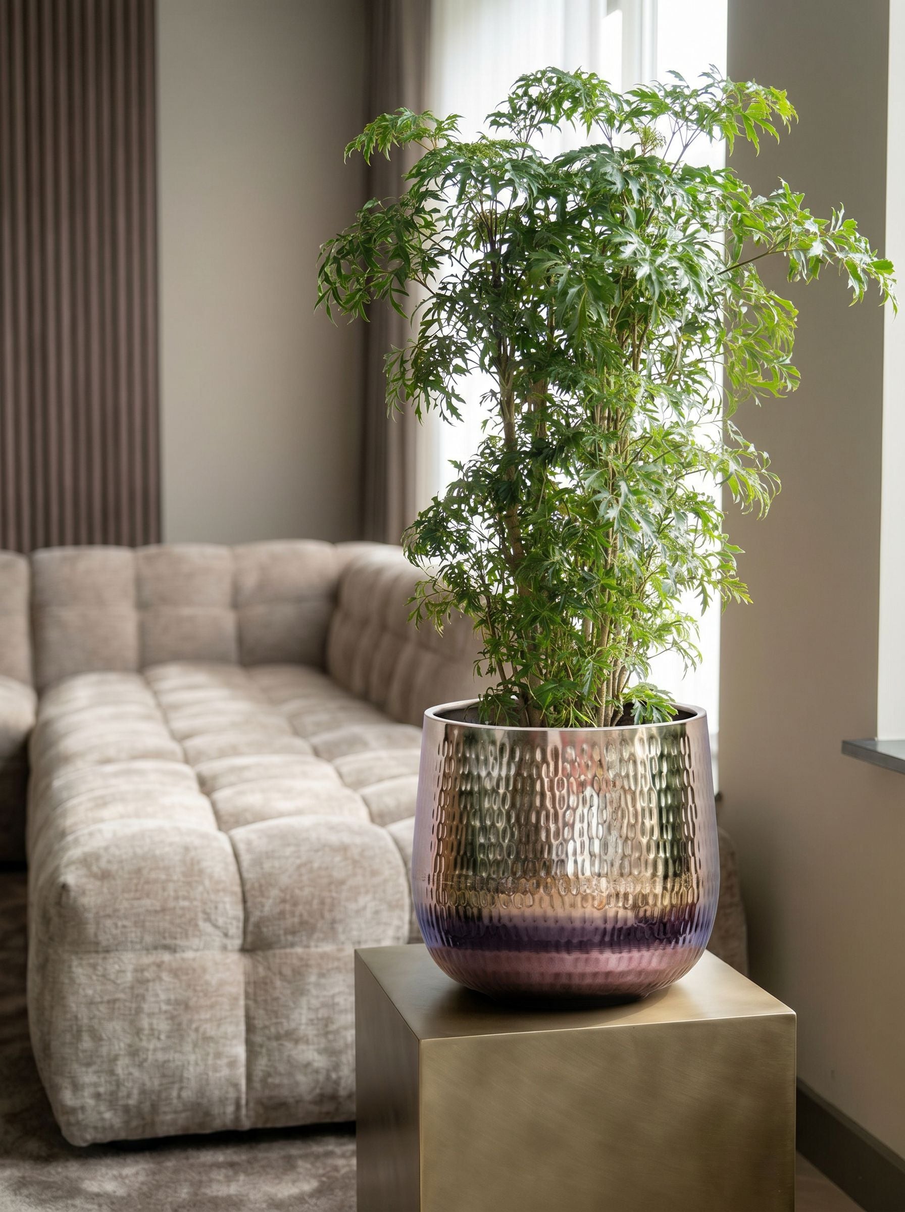 Polyscias Fruticosa met nieuwe pot