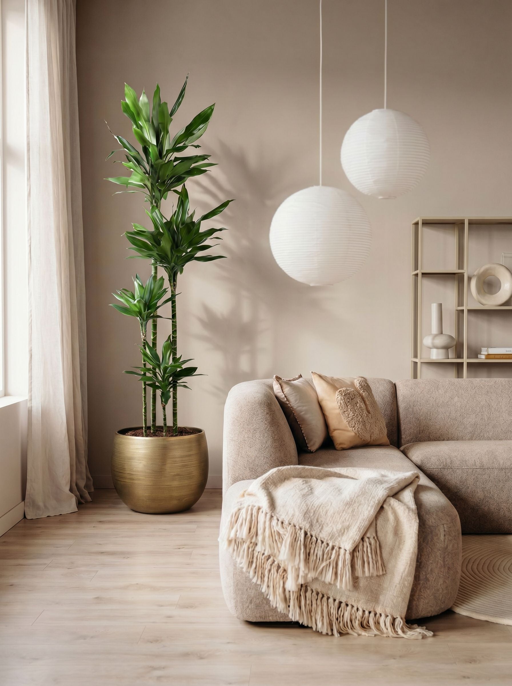 Dracaena Janet Lind XXL met nieuwe pot