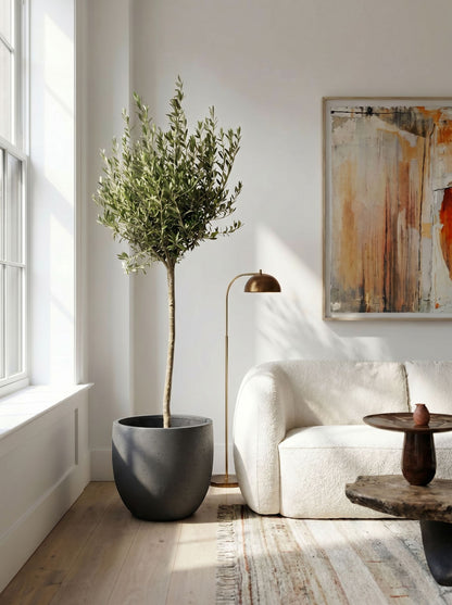 Olea Europaea op stam met nieuwe pot
