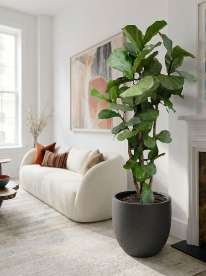 Ficus Lyrata vertakt XL met nieuwe pot