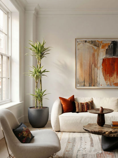 Dracaena Deremensis Hawaiian Sunshine met nieuwe pot
