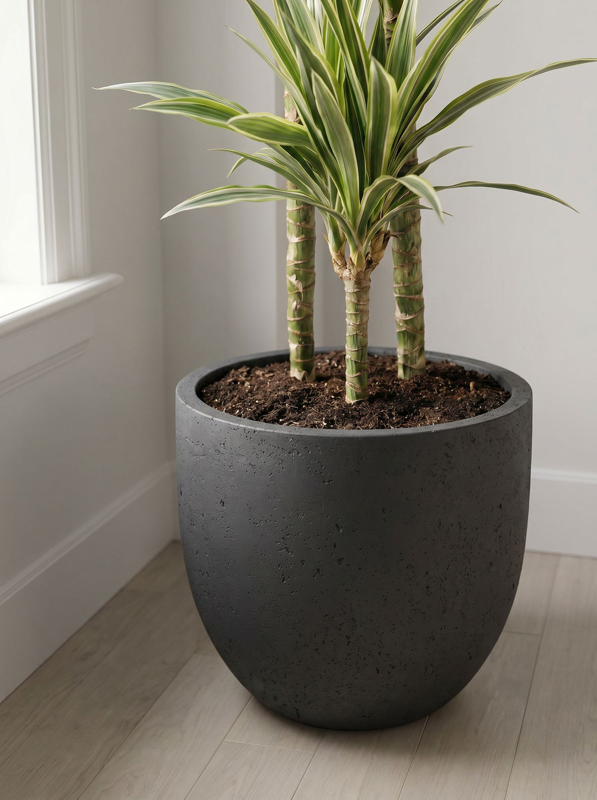 Dracaena Deremensis Hawaiian Sunshine met nieuwe pot