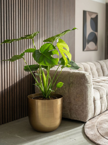 Monstera Deliciosa Tauerii met nieuwe pot