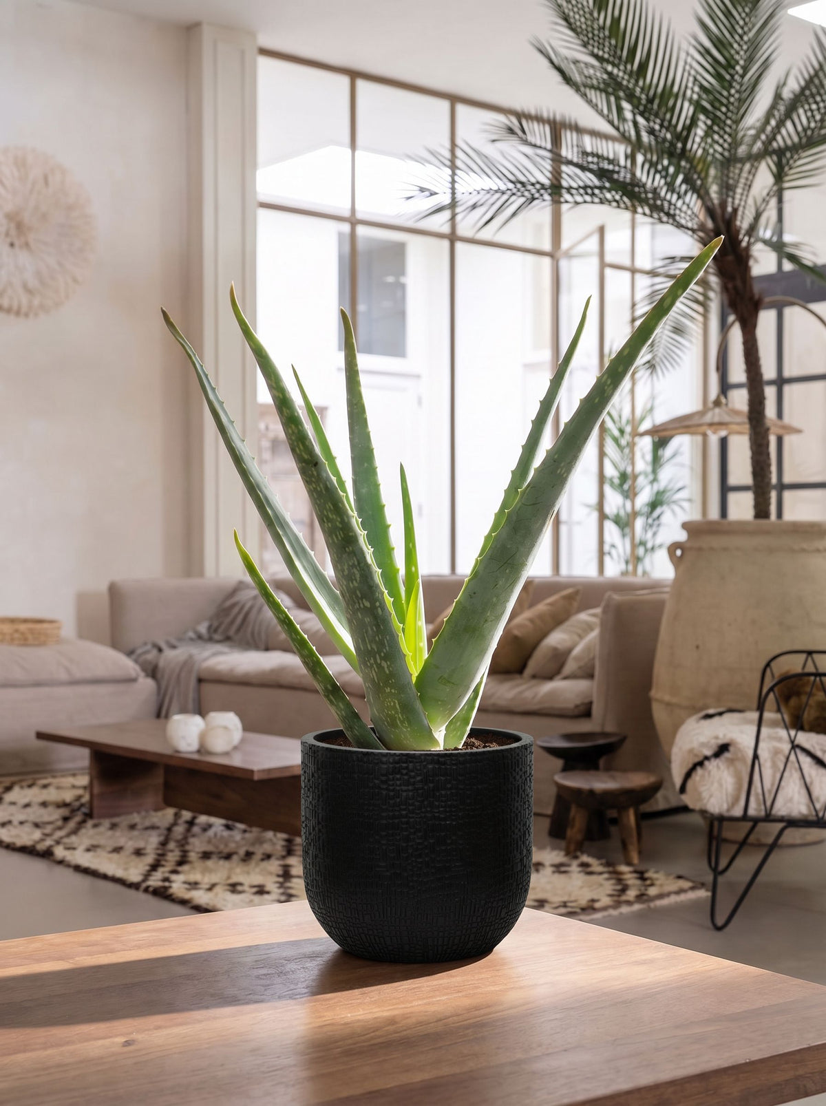 Aloe Vera in Capi Nature Skin Antraciet