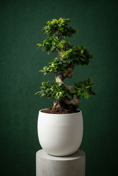 ficus ginseng in studio - Plantelier