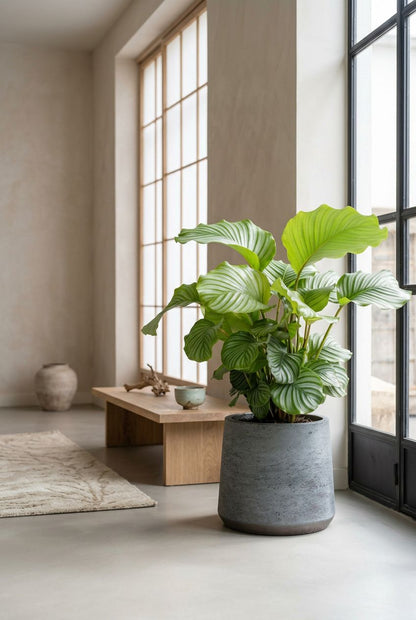 calathea orbifolia in Japandi interieur - Plantelier
