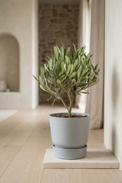 olea olijf in minimalistisch interieur - Plantelier