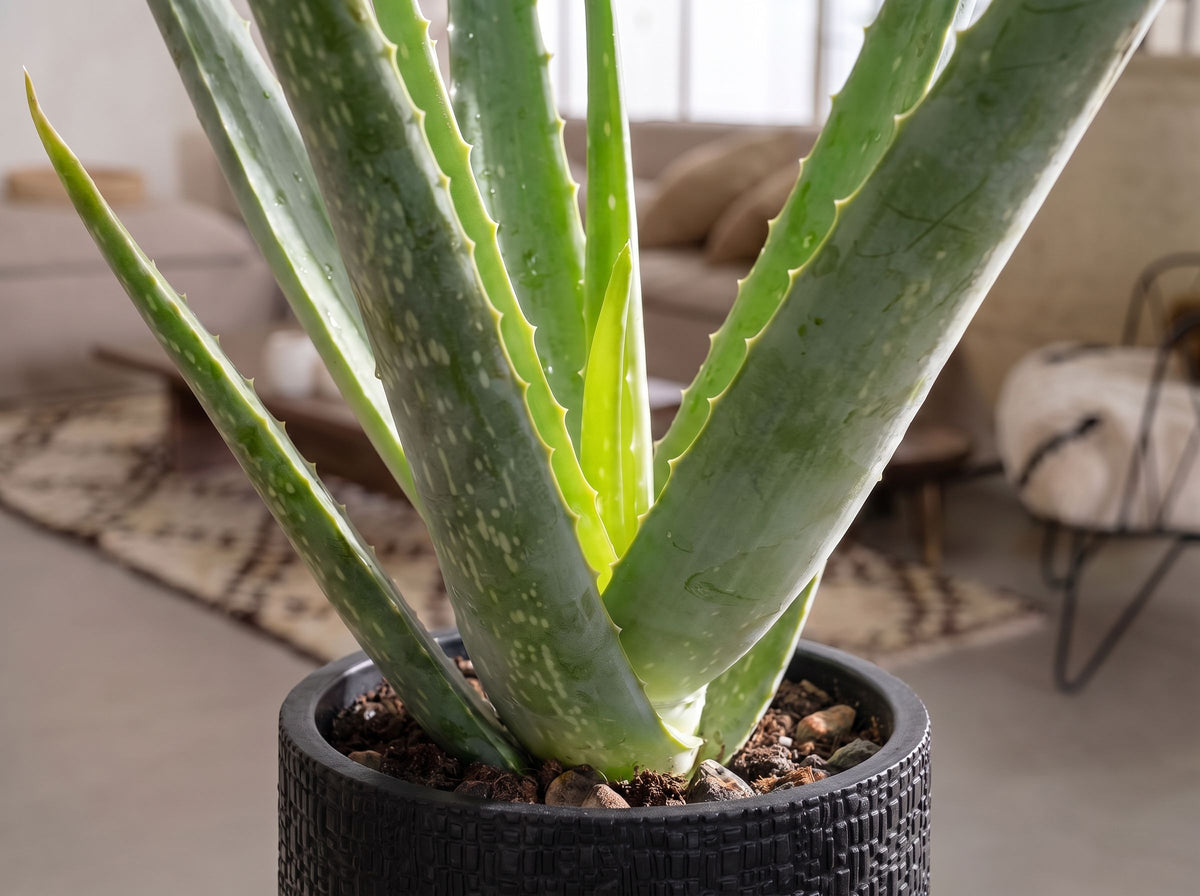 Aloe Vera in Capi Nature Skin Antraciet
