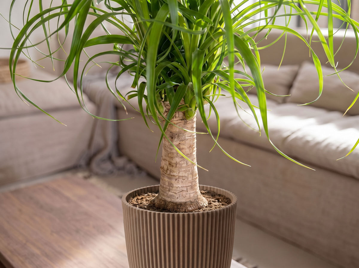 Beaucarnea Recurvata Stam in Nature Groove